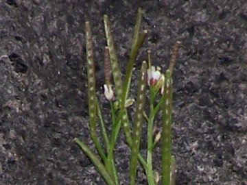 Una crucifera dall''Etna - Cardamine hirsuta